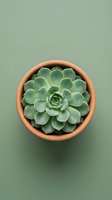 Overhead view of green succulent plant in terracotta pot on sage background. Ideal for home decor, gardening, and botanical design projects.
