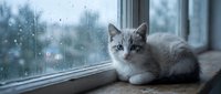 Adorable gray and white kitten with blue eyes sitting on windowsill during rainy day, water droplets on glass creating cozy indoor atmosphere for pet care content.
