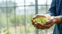 Young male farmer with medium skin tone holding fresh green hops in cupped hands inside greenhouse. Suitable for agriculture, farming, craft beer production, and sustainable food industry marketing materials.