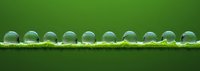 Pristine water drops aligned in perfect symmetry on green plant stem against emerald background, showcasing nature's delicate balance and pure minimalism.