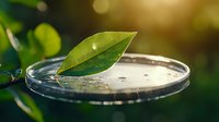 Fresh green leaf floating on water surface with droplets in glass container against blurred natural background with golden sunlight and bokeh effect.