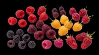 Assorted raspberries and blackberries in red, yellow, black, and pink tones, isolated on transparent background, ready for stickers, clipart, and print on demand.