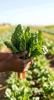 Farmer holding fresh harvested leafy greens with vibrant stems in agricultural field during daytime, suitable for farming, agriculture, and organic produce marketing.
