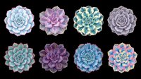 Succulent plant collection featuring eight isolated botanical specimens in varied colors including blue, purple, teal, and gray. Transparent background, ready for clipart, t-shirt design, stickers, sublimation, and print-on-demand projects.