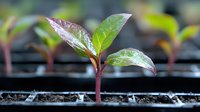 Young green seedling growing in plastic nursery tray with soil, showing early plant development stages and fresh leaves with water drops in garden greenhouse.
