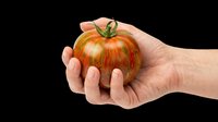 Hand holding fresh ripe tomato isolated on transparent background, ready for clipart, t-shirt design, stickers, print-on-demand products, and sublimation projects.