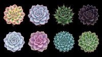 Colorful succulent plants set, top view, isolated on transparent background. Eight varieties in pink, purple, green, dark tones. Great for stickers, t-shirt design, print on demand.