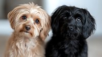 Two adorable small breed dogs sitting together indoors, one blonde Yorkshire terrier and one black mixed breed puppy, perfect for pet care advertising.