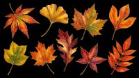 Autumn leaves collection in various shapes and colors isolated on transparent background, ready for t-shirt designs, clipart, stickers, print-on-demand products and sublimation projects.