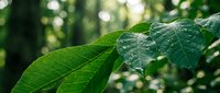 Fresh green leaves with water droplets in natural forest setting showcasing morning dew and vibrant foliage for environmental and nature concepts.