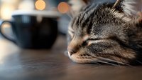 Sleepy tabby cat resting head on wooden table with blurred coffee cup and warm bokeh lights in background, creating cozy home atmosphere.