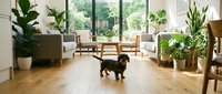 Modern living room interior with houseplants, wooden furniture, large windows and small dog on hardwood floors creating cozy home atmosphere.
