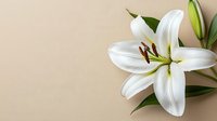 Pure white lily flower with green leaves and unopened bud against neutral beige background, minimalist floral composition with copy space for text or design.