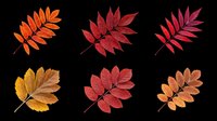 Six vibrant autumn rowan leaves in red, orange, and yellow tones, isolated on transparent background. Ready for seasonal clipart, stickers, t-shirt design, and print on demand.