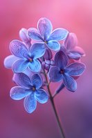 Purple lilac flowers with intricate vein patterns on vibrant pink gradient background for spring botanical designs and floral decorations.