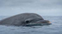 Gray whale surfacing in ocean waters, showing distinctive head and blowholes during migration or feeding behavior in marine habitat.