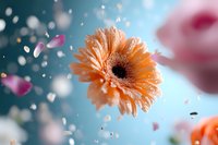 Peach gerbera daisy floating in air with water drops and pink petals against blue background, creating dreamy romantic atmosphere for wedding and celebration designs.