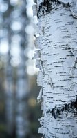 Close-up of birch tree trunk with distinctive white bark and dark markings, blurred forest background with bokeh effect for nature and woodland themes.