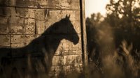 Horse silhouette shadow cast on rustic stone wall during golden hour sunset creating dramatic equestrian scene for western ranch lifestyle concepts.