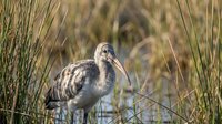 Young ibis wading bird with mottled brown plumage standing among tall marsh grasses near water edge in natural wetland habitat for wildlife photography.