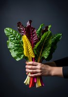 Bunch of fresh rainbow chard with vibrant green, yellow, and deep purple leaves held in hand against dark background. Suitable for healthy eating, nutrition, and organic produce marketing.