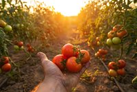 Hand holding fresh ripe red tomatoes in greenhouse at golden sunset. Organic farming harvest concept for healthy food production and agriculture industry.