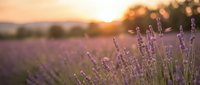 Lavender field at golden hour sunset with purple flowers in soft focus and warm sunlight creating dreamy atmosphere for relaxation and aromatherapy concepts.