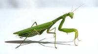 Bright green praying mantis insect isolated on white background, showing detailed anatomy and predatory posture, suitable for educational materials, nature illustrations, and wildlife design projects.