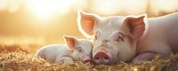 Young pink piglet resting with mother sow on golden straw at sunset, warm sunlight creating dreamy atmosphere on farm, close up view of domestic pigs bonding.