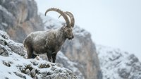 Alpine ibex with curved horns standing on snowy rocky mountain ledge in winter wilderness landscape for outdoor adventure and wildlife photography.
