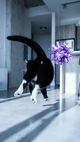 Black and white cat jumping to catch purple pom pom toy in modern kitchen interior with natural lighting and shadows on floor.