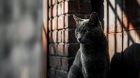 Gray tabby cat sitting behind metal fence with warm sunlight casting shadows on brick wall background.