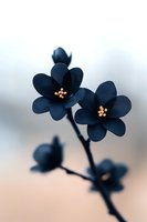 Dark navy blue flowers with yellow stamens against soft blurred background, creating dramatic contrast and moody atmosphere in macro photography.