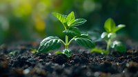 Young green plant seedling growing from fertile soil in morning light, showing new life and growth in natural environment. Suitable for environmental and agricultural concepts.