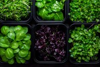Fresh microgreens and sprouts in plastic containers viewed from above. Variety of green and purple shoots including watercress, radish and sunflower sprouts for healthy eating.