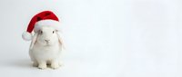 Adorable white guinea pig wearing red Santa hat on clean white background, perfect for holiday greeting cards, Christmas marketing materials and festive designs.