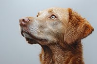 Close-up portrait of attentive golden retriever with bright blue eyes looking up against neutral gray background, showing detailed fur texture and noble expression.