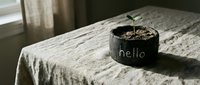 Small green seedling growing in a rustic pot labeled hello on a linen-covered table in soft natural window light.