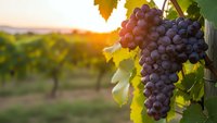 Ripe purple grapes hanging on vine in vineyard at golden sunset with blurred rows of grapevines in background for wine making and harvest concepts.