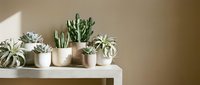 Collection of small potted succulents and cacti arranged on white shelf against warm beige wall creating minimalist home decor display for interior design.