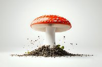Vibrant red and white spotted amanita muscaria mushroom growing from soil on white background, captured with flying dirt particles for dynamic effect.