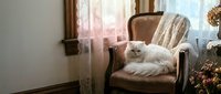 Fluffy white Persian cat resting on a vintage velvet armchair by a sunlit lace curtain window in a cozy elegant interior.