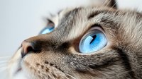 Close up portrait of gray cat face with intense bright blue eyes, showing detailed fur texture and whiskers against light background. Feline macro photography.