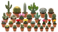 Collection of miniature cacti and succulents in terracotta pots isolated on white background for home decor and gardening projects.