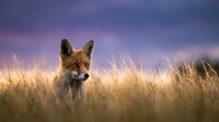 Red fox with alert expression standing in tall golden grass field at sunset, suitable for wildlife, nature, and animal photography projects.