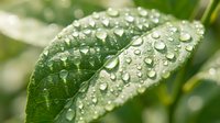 Fresh green leaf covered with sparkling water droplets after rain, showcasing nature's purity and vitality in a lush garden setting.