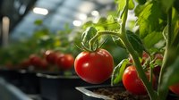 Fresh ripe red tomatoes growing on vine in greenhouse with blurred background, organic farming of vegetables.