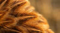 Macro close-up of golden wheat or grain heads with soft, warm lighting and blurred background. Suitable for agricultural, harvest, and food-related projects.
