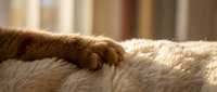 Orange tabby cat paw resting on soft white fur blanket in warm sunlight. Cozy pet relaxation scene for home decor and animal lover content.