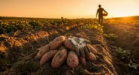 Farmer harvesting fresh sweet potatoes at sunset in agricultural field with golden light creating warm atmosphere for organic farming and food production.